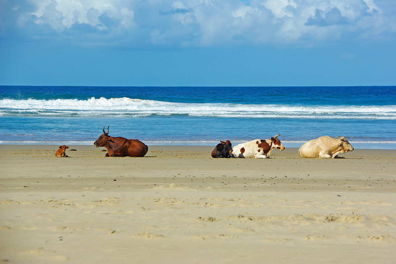 Vaches à la plage