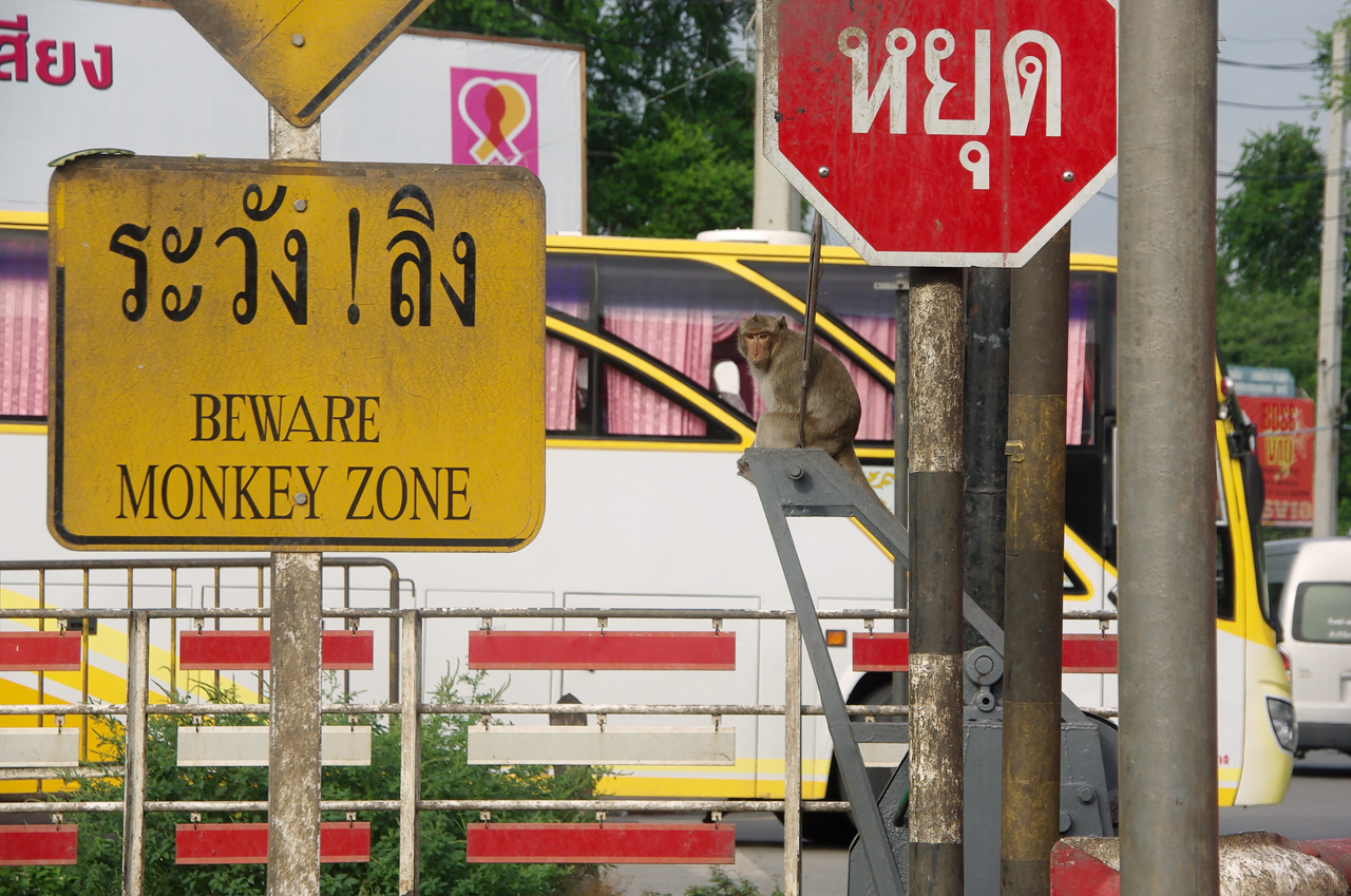 Monkey zone